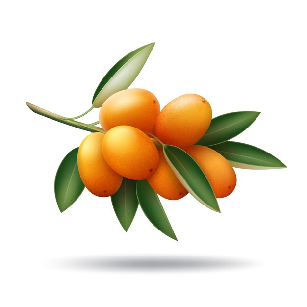 Vector kumquat branch with orange fruits and green leaves isolated on white background