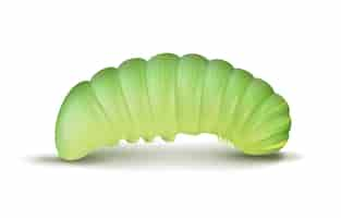 Free vector vector light green crawling caterpillar close up side view isolated on white background