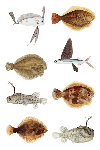 Бесплатное векторное изображение Набор векторных смешанных рыбных винтажных иллюстраций