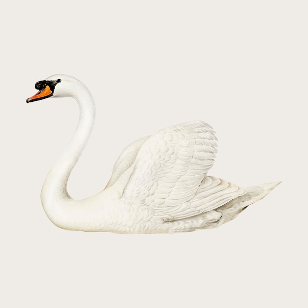 Free vector vector mute swan bird hand drawn