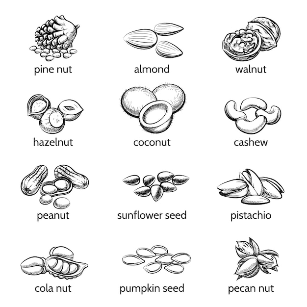 Free vector vector nuts set. peanut and hazelnut, seed and walnut, almond and pistachio