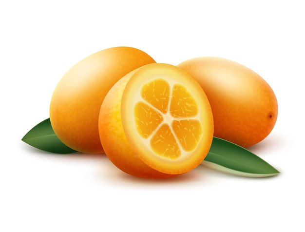 Vector orange kumquat fruits and green leaves isolated on white background