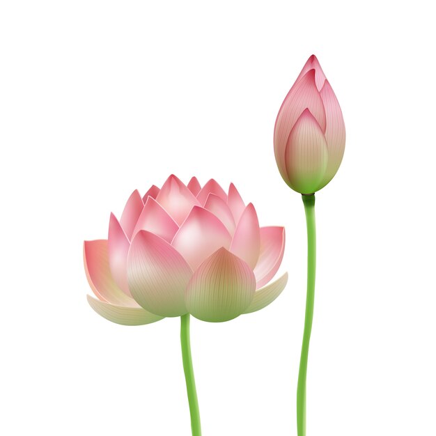 Vector pink lotus flower bud isolated on white background