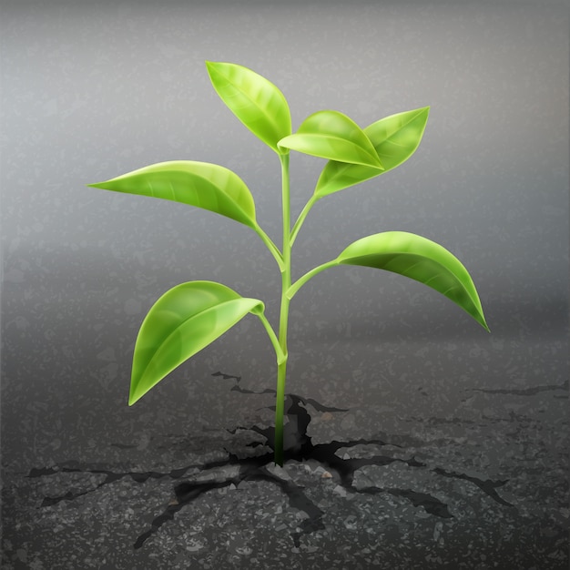 Vector Plant Sprout Through Asphalt Close Up Front View