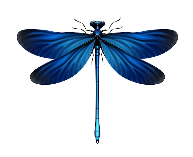 벡터 현실적인 블루 Calopteryx 처녀 자리 잠자리 흰색 배경에 고립 된 상위 뷰를 닫습니다.