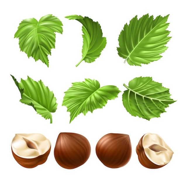 Free vector vector realistic illustration of a peeled hazelnut and green hazel leaves