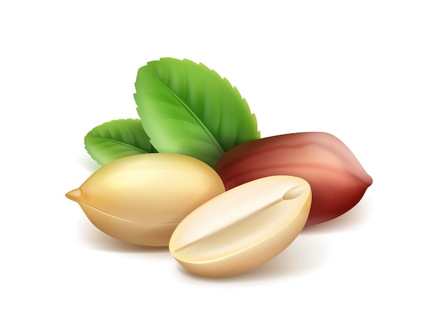 Vector realistic peanut kernels with leaves closeup side view isolated on white background