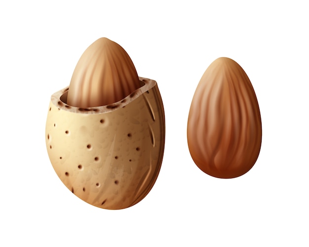 Vector realistic two almond nuts with shell close up side view isolated on white background