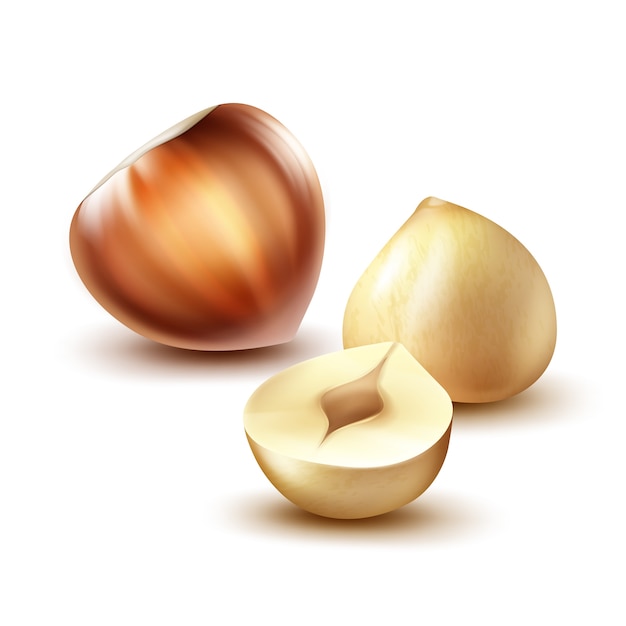 Vector realistic whole and cut hazelnuts close up side view isolated on background