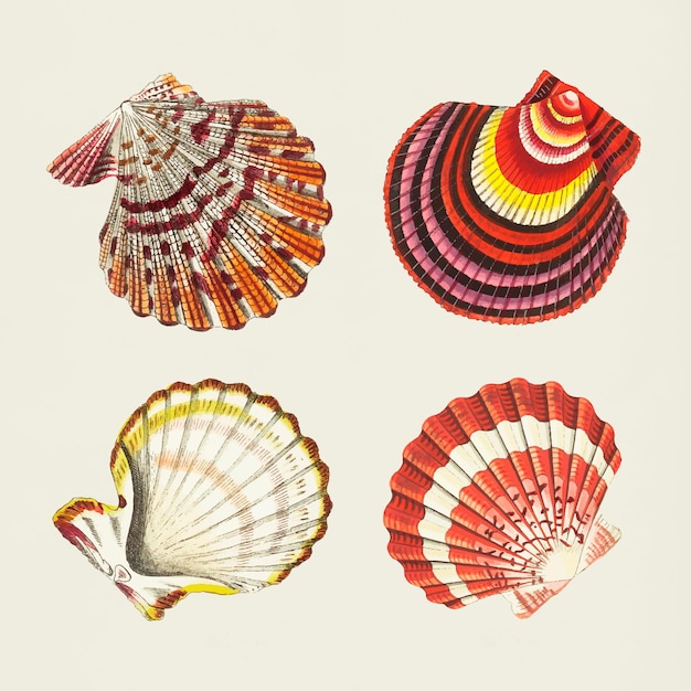 Free vector vector seashells colorful stickers vintage set