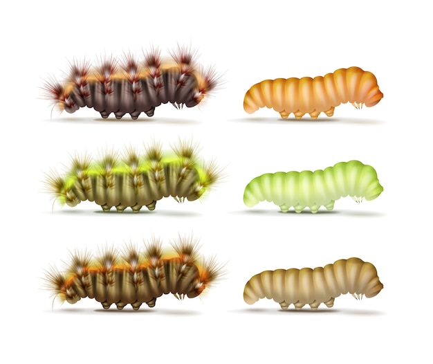 Векторный набор различных красочных зеленых, оранжевых, коричневых, пушистых и гладких гусениц, вид сбоку, изолированные на белом фоне
