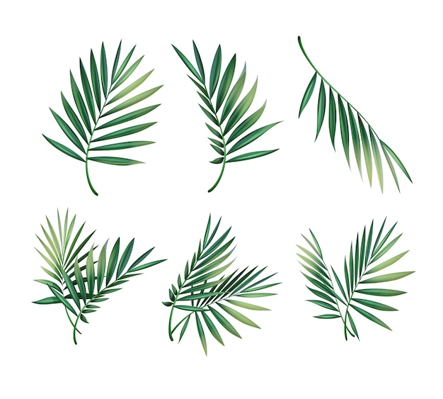 Векторный набор различных зеленых тропических пальмовых листьев, изолированные на белом фоне