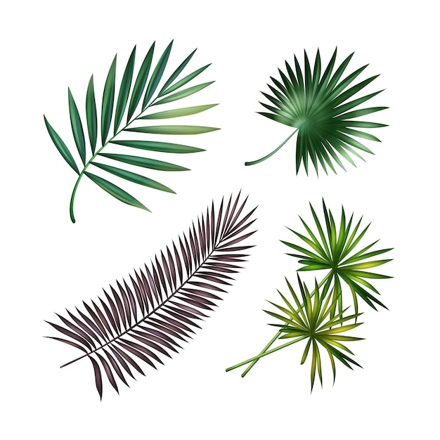 Vector set of green, violet tropical palm leaves isolated on white background