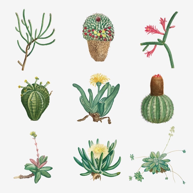 Vector set of succulents and cacti