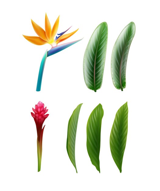 Векторный набор тропических растений цветок райской птицы или Strelitzia Reginae и Alpinia Purpurata с листьями, изолированные на белом фоне