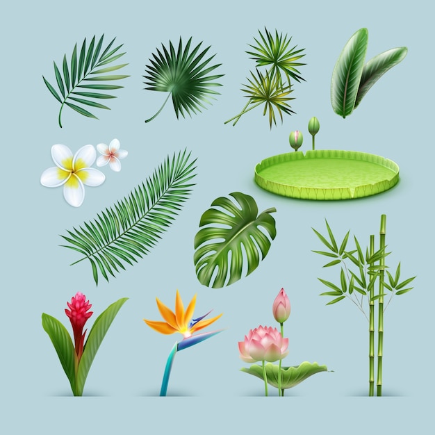 Free vector vector set of tropical plants: palm leaves, monstera, giant amazon water lily pad, bamboo stems, bird of paradise, red ginger flower and plumeria isolated on background