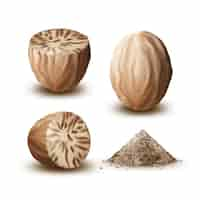 Free vector vector set of whole and cut nutmegs close up side view isolated on white background