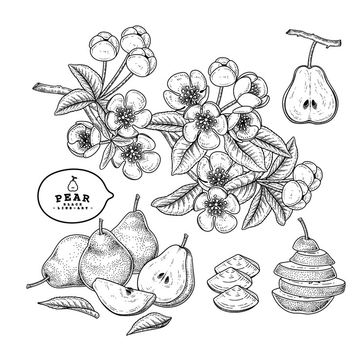 Free Vector vector sketch pear decorative set.