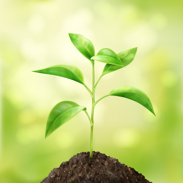 Vector small green sprout in soil with bokeh background