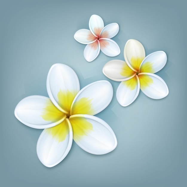 벡터 열대 식물 Plumeria 또는 Frangipani 꽃 파란색 배경에 고립