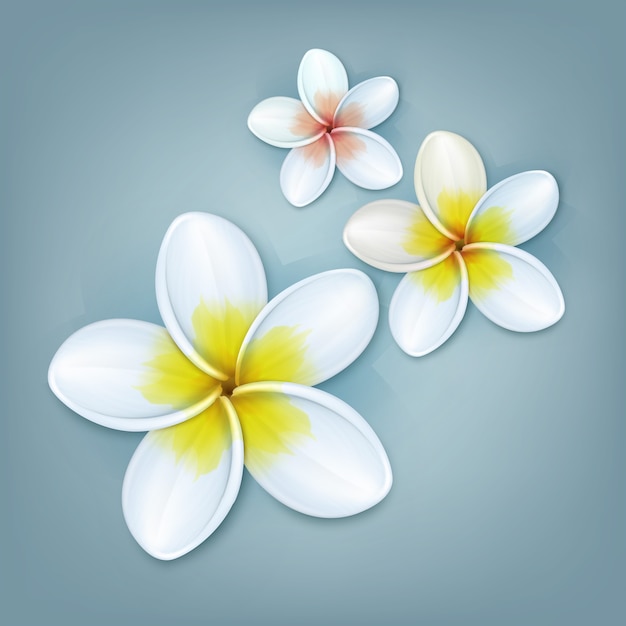 Vector tropical plant Plumeria or Frangipani flowers isolated on blue background
