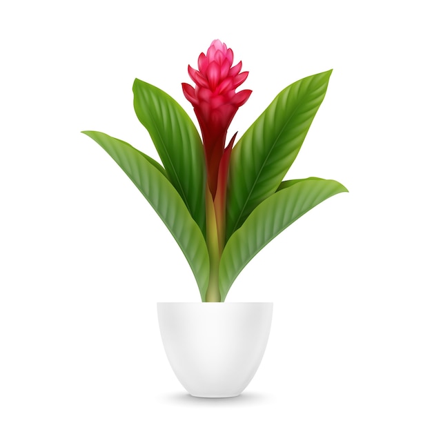 Vector tropical plant Red Ginger flower or Alpinia Purpurata in pot isolated on white background