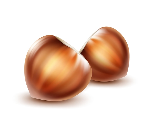 Vector two realistic whole unpeeled hazelnuts close up side view isolated on background