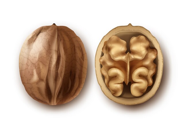 Vector two whole and cracked walnuts close up side view isolated on white background