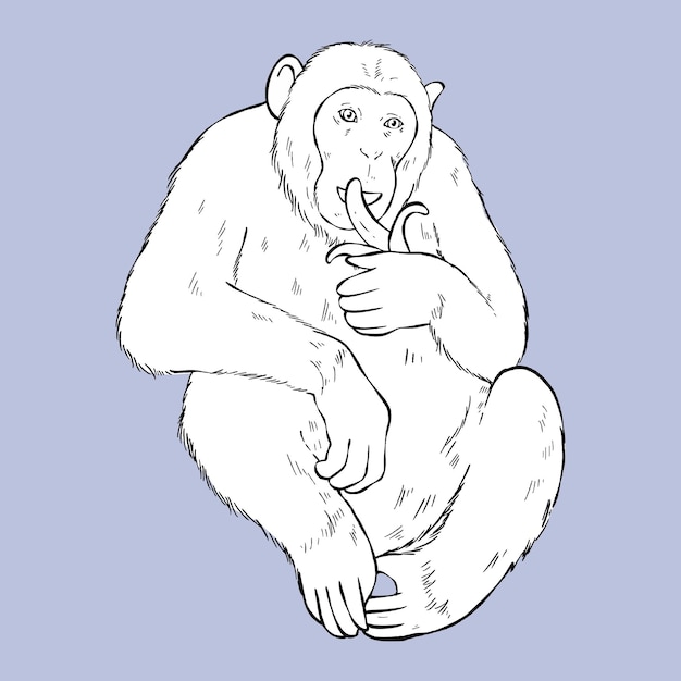 Vector vintage monkey black and white clipart