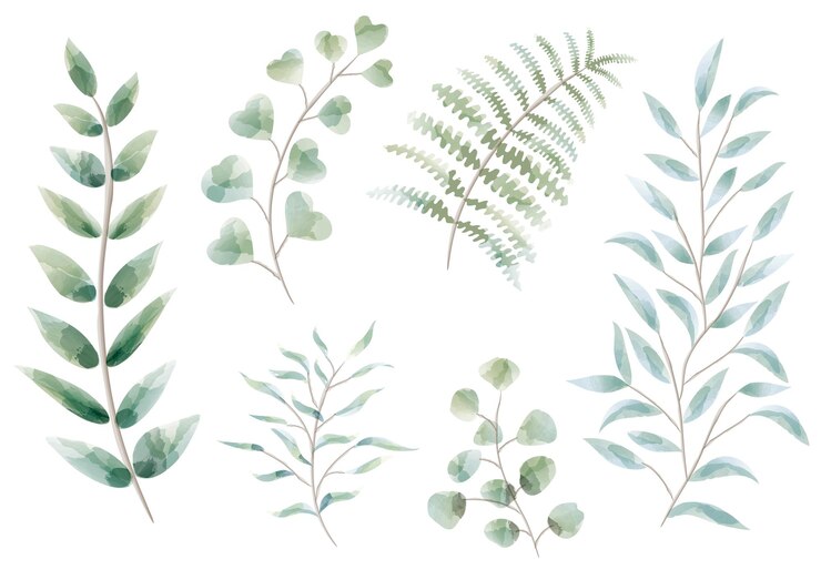 Free Vector vector watercolor botanical element set isolated on a white background.
