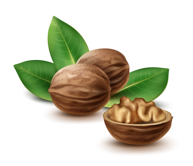 Free vector vector whole and half walnuts with leaves close up side view isolated on white background