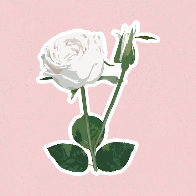 Adesivo vettoriale con fiore di rosa bianca con bordo bianco
