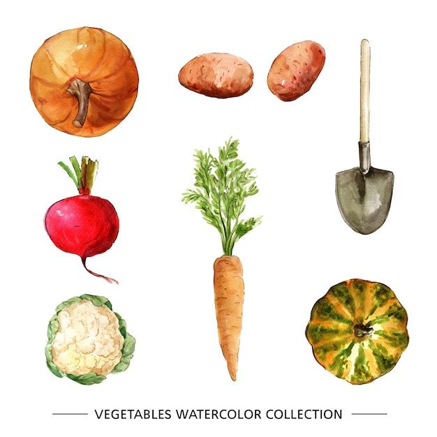 Free vector vegetable collection with watercolor