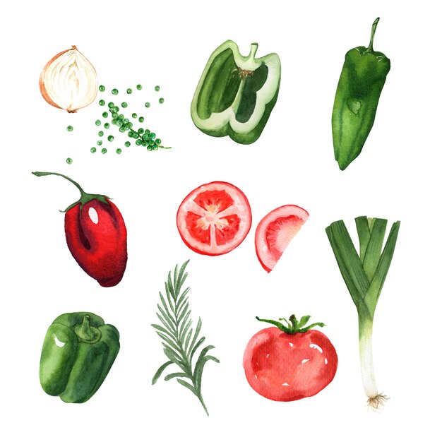 Vegetable element design watercolor