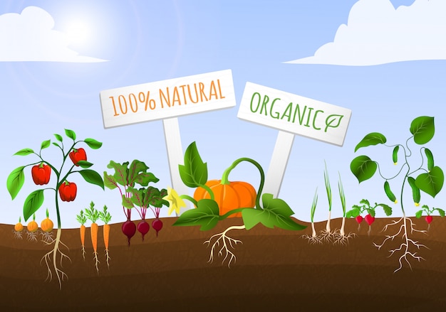 Free vector vegetable garden illustration