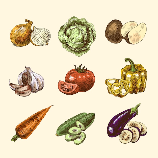 Vegetables sketch set color