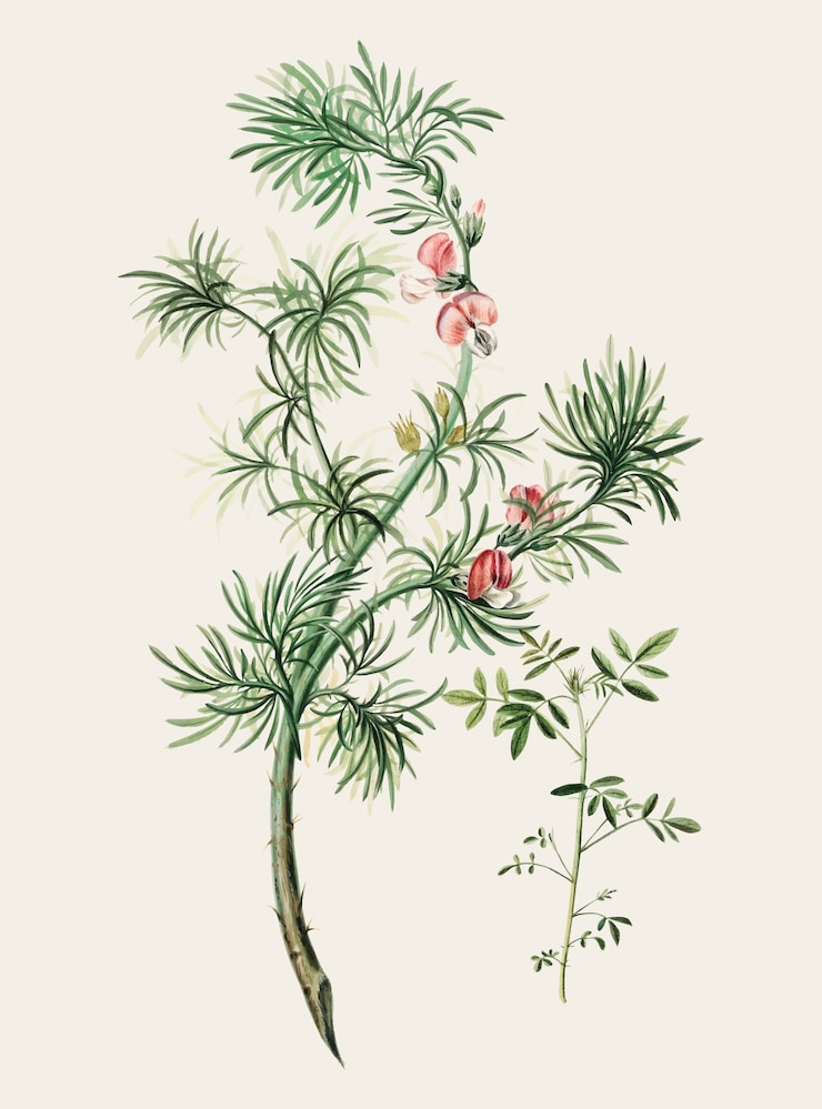 Free Vector vegetation