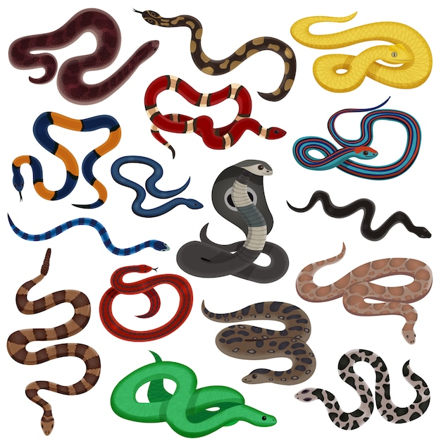 Venomous snakes cartoon set
