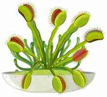 Free vector venus flytrap carnivorous plant and insect