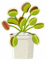 Free vector venus flytrap carnivorous plant and insect