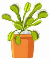 Free vector venus flytrap carnivorous plant and insect