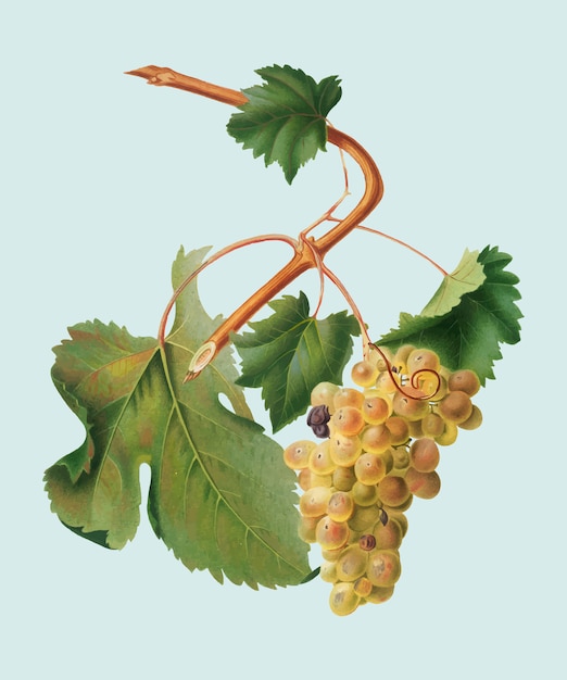 Uve di vermentino dall'illustrazione di pomona italiana