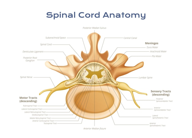 Free vector vertebrae spinal cord anatomy infographics with profile view of meninges motor and sensory tracts with text vector illustration