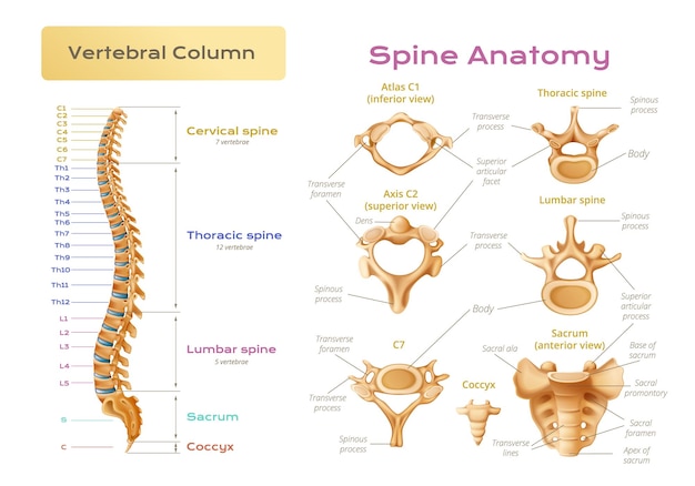 Free vector vertebrae spinal cord anatomy infographics with scientific image of vertebral column with pieces of spine explained vector illustration
