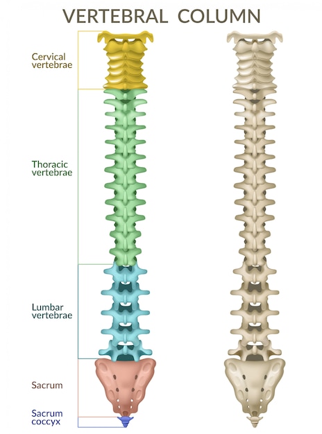 Vettore gratuito colonna vertebrale.