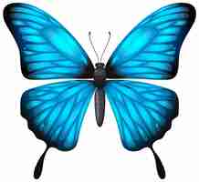 Free vector vibrant blue butterfly illustration