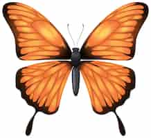 Free vector vibrant monarch butterfly illustration