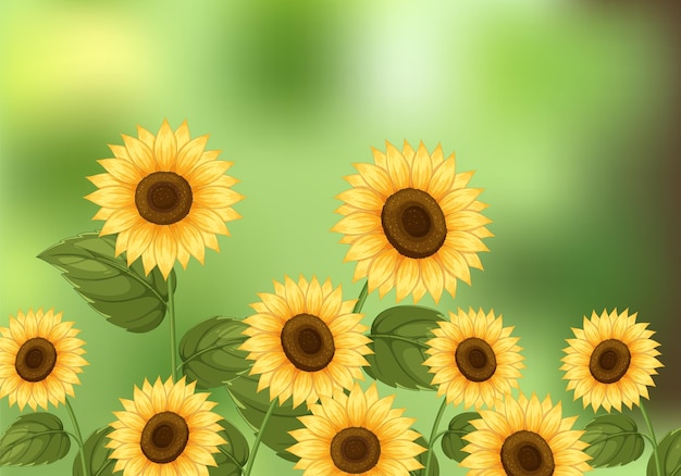 茂る 緑 の 畑 に く 陽花