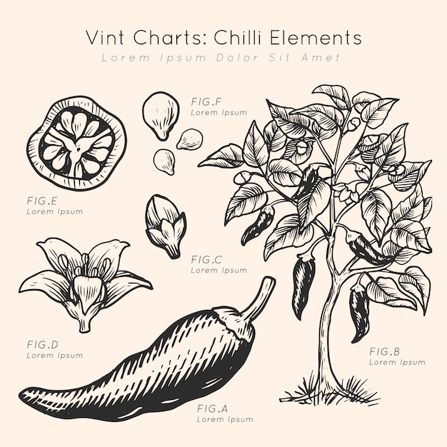 Grafici di vint elementi di peperoncino disegnati a mano