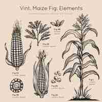 Free vector vint maize elements hand drawn